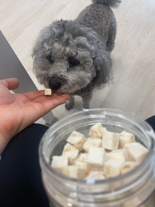 [펫시밀] 원물그대로 영양듬뿍 진공동결건조 북어트릿75g,치킨트릿100g,연어트릿75g 강아지 고양이 간식 — 5점을 준 리뷰어가 2023년 5월 올린 사용 사진