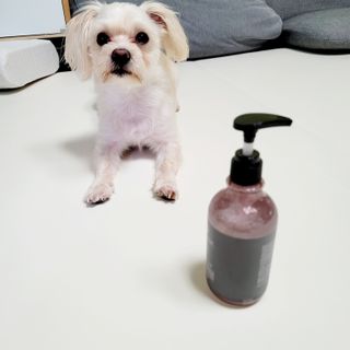 마리앤루이펫샴푸 [mari and louie pet shampoo] — 5점을 준 리뷰어가 2021년 6월 올린 사용 사진