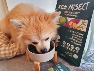 [푸디웜] 라포그  리얼인섹트 웨이트밸런스 저알러지 강아지 사료  1.2KG — 5점을 준 리뷰어가 2022년 7월 올린 사용 사진