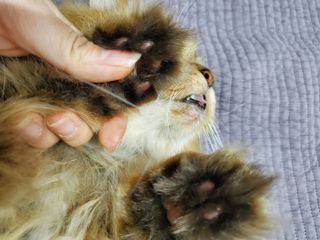 [자유펫] 시코니딘 고양이 강아지 피부 보습 연고 20g — 5점을 준 리뷰어가 2021년 11월 올린 사용 사진