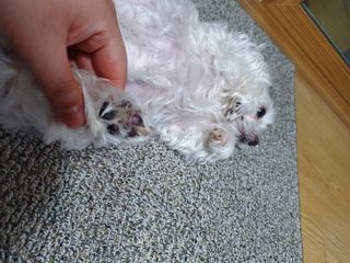 [레드허니밤]자유펫 고양이 강아지 발바닥 밤 14g — 5점을 준 리뷰어가 2021년 11월 올린 사용 사진