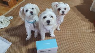 페페로니 클린플러스 덴탈치킨껌 10g x 14p — 4점을 준 리뷰어가 2021년 7월 올린 사용 사진