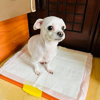 뽀히님이 올린 리뷰 사진 4