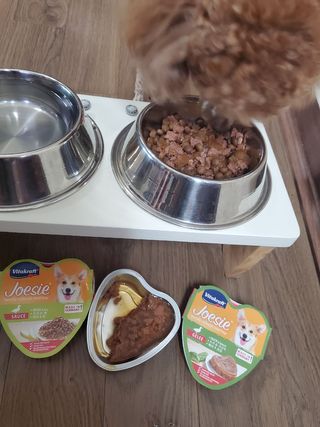 비타크래프트 조에시 하트캔 85g 강아지 습식캔 10캔 — 5점을 준 리뷰어가 2021년 7월 올린 사용 사진