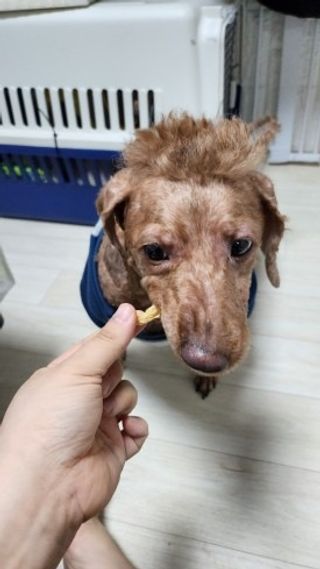[펫시밀] 원물그대로 강원도 인제군 용대리 무염황태채 60g 강아지 고양이 프리미엄 수제간식 — 5점을 준 리뷰어가 2023년 11월 올린 사용 사진