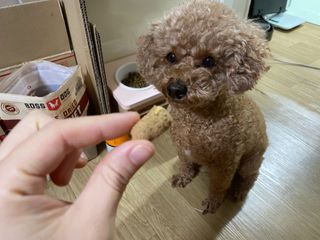 [보장균수500만] 건강한장 프로젝트 강아지사료 보스독 프로바이오틱스 340.19g 2종 — 4.5점을 준 리뷰어가 2021년 1월 올린 사용 사진