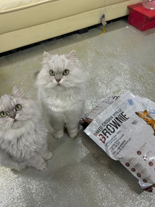 브라우니모래 [브라우니] 고양이 카사바모래 브라우니 천연 응고형 모래  6Lx2개 — 4.5점을 준 리뷰어가 2023년 11월 올린 사용 사진