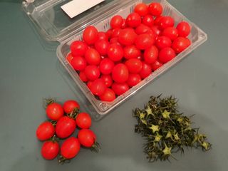 레드닥터 대추방울토마토 + 통째로 동결건조한 대추방울토마토 — 1점을 준 리뷰어가 2022년 12월 올린 사용 사진