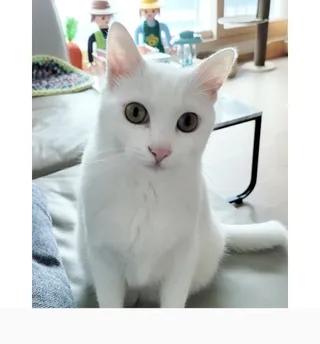 프롬씨 미네랄 소고기트릿 / 미네랄 치킨트릿 / 미네랄 북어트릿 (3가지 상품 중 랜덤 1가지 상품 랜덤 발송) — 5점을 준 리뷰어가 2022년 12월 올린 사용 사진