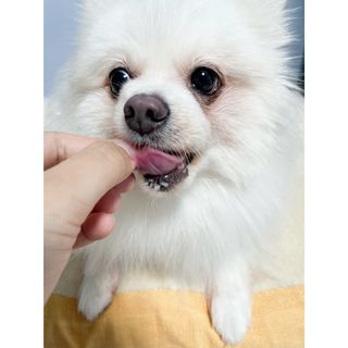 페페로니 자기전에 먹는 저알러지 껌 세트 치킨+오리 — 4점을 준 리뷰어가 2021년 8월 올린 사용 사진
