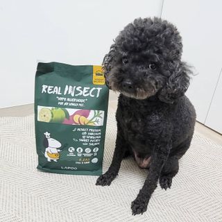 [푸디웜] 라포그  리얼인섹트 웨이트밸런스 저알러지 강아지 사료  1.2KG — 2.5점을 준 리뷰어가 2021년 7월 올린 사용 사진