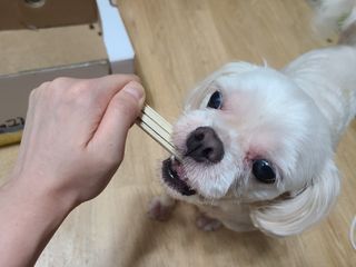 페페로니 2종 세트 클린플러스 덴탈껌 치킨+덕 — 4점을 준 리뷰어가 2021년 8월 올린 사용 사진