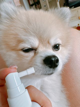 프리[경남제약 레모나x댕모어]  강아지 고양이 구취제거 충치 예방 덴탈클리너 120ml — 5점을 준 리뷰어가 2024년 7월 올린 사용 사진