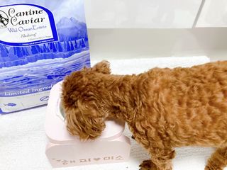 캐닌캐비어 알카라인 홀리스틱 그레이프리 앙뜨레 ALS_4종 오픈스카이, 와일드오션, 프리스피릿, 스페셜니즈 — 5점을 준 리뷰어가 2023년 4월 올린 사용 사진