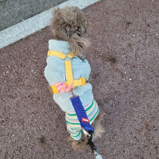 베이컨박스 [BACON] 고아웃클럽 산책 안전벨트 라이트 - 소형견용 — 5점을 준 리뷰어가 2021년 12월 올린 사용 사진