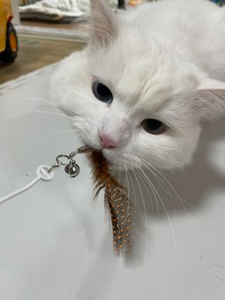 코코월드님이 올린 리뷰 사진 2