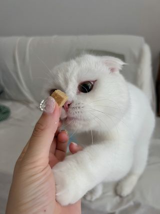[펫시밀] 원물그대로 영양듬뿍 진공동결건조 북어트릿75g,치킨트릿100g,연어트릿75g 강아지 고양이 간식 — 5점을 준 리뷰어가 2023년 5월 올린 사용 사진