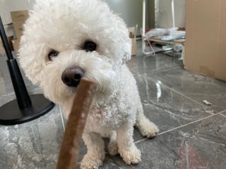 My Pet Care 천연단백질 치아건강에 개좋아 — 5점을 준 리뷰어가 2021년 3월 올린 사용 사진
