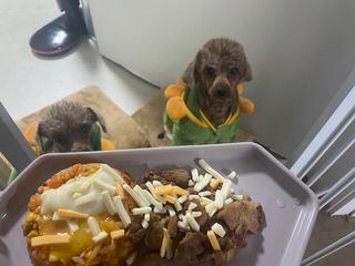 푸들님이 올린 리뷰 사진 3