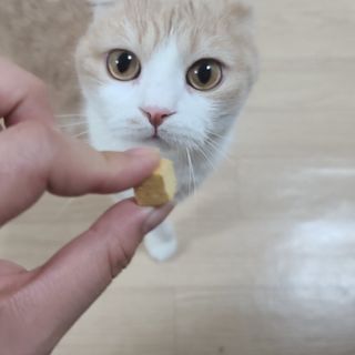 [펫시밀] 원물그대로 영양듬뿍 진공동결건조 북어트릿75g,치킨트릿100g,연어트릿75g 강아지 고양이 간식 — 5점을 준 리뷰어가 2023년 5월 올린 사용 사진