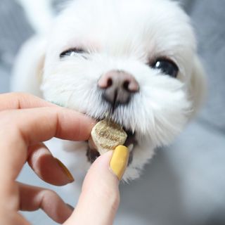 부르르펫 야미트릿 틸라피아 60g — 5점을 준 리뷰어가 2021년 11월 올린 사용 사진