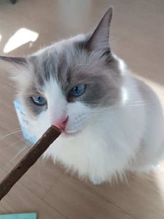 My Pet Care 천연단백질 치아건강에 개좋아 — 5점을 준 리뷰어가 2021년 1월 올린 사용 사진