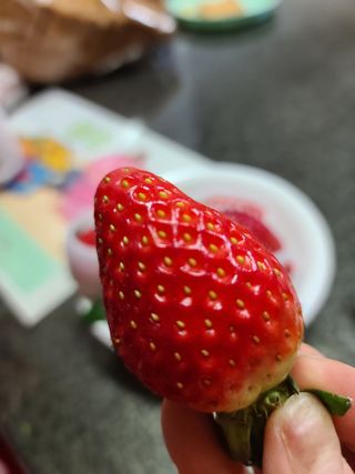 옳음 딸기 논산 설향 딸기 900g 산지직송 — 5점을 준 리뷰어가 2021년 1월 올린 사용 사진