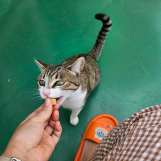 [펫시밀] 원물그대로 영양듬뿍 진공동결건조 북어트릿75g,치킨트릿100g,연어트릿75g 강아지 고양이 간식 — 5점을 준 리뷰어가 2023년 6월 올린 사용 사진