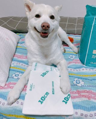 아베크 펫 와이드 프리미엄 대형 애견 강아지 배변 패드 30매 1팩 80g — 5점을 준 리뷰어가 2021년 7월 올린 사용 사진