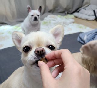 My Pet Care 천연단백질 관절건강에 개좋아 — 5점을 준 리뷰어가 2021년 3월 올린 사용 사진