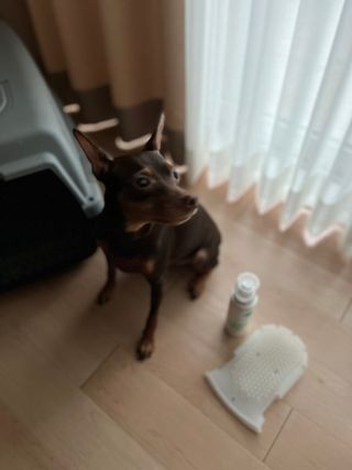 whol 키토미스트 150ml + 실리콘바디브러쉬  강아지 고양이 항균항바이러스, 강력탈취 피부 보습,무향 — 5점을 준 리뷰어가 2022년 9월 올린 사용 사진