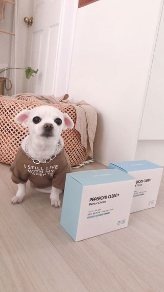 페페로니 2종 세트 클린플러스 덴탈껌 치킨+덕 — 4점을 준 리뷰어가 2021년 8월 올린 사용 사진