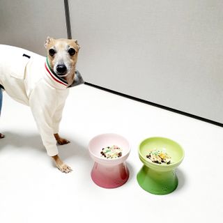 My Pet Care 모발과 모질 피부건강에 개좋아 — 5점을 준 리뷰어가 2021년 1월 올린 사용 사진
