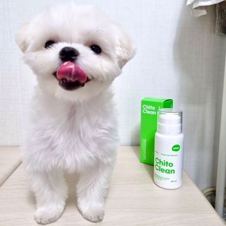 whol 키토클린 200ml - 항균항바이러스 강아지 눈 코 입 귀 세정탈취 고양이 턱드름제거 무향 워터리스 대용량 — 5점을 준 리뷰어가 2022년 10월 올린 사용 사진