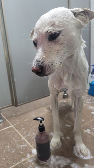 마리앤루이펫샴푸 [mari and louie pet shampoo] — 5점을 준 리뷰어가 2021년 5월 올린 사용 사진