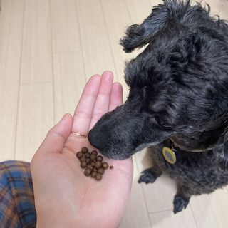 펫21 그로그로 5종 강아지 고양이 반려동물 한방 영양제 — 5점을 준 리뷰어가 2021년 11월 올린 사용 사진