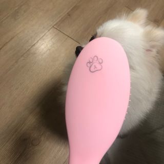 아이캔디 레인보우 볼륨S  브러쉬 for PET 미디엄 — 5점을 준 리뷰어가 2020년 12월 올린 사용 사진