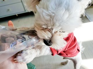 My Pet Care 천연단백질 눈건강에 개좋아 — 5점을 준 리뷰어가 2021년 2월 올린 사용 사진
