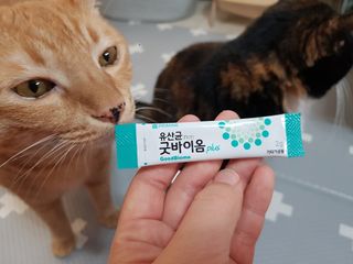 프리마인 유산균 국가지정연구소 선정, 살아있는 생유산균 200억 마리의 힘. 유산균n굿바이옴플러스 — 5점을 준 리뷰어가 2021년 10월 올린 사용 사진