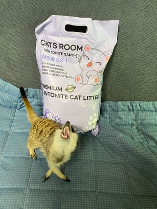 겟플렉스 켓플렉스 캣츠룸BS-1 고양이모래 4kg — 4점을 준 리뷰어가 2021년 1월 올린 사용 사진
