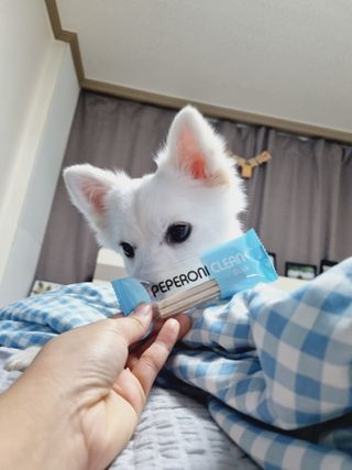 페페로니 2종 세트 클린플러스 덴탈껌 치킨+덕 — 5점을 준 리뷰어가 2021년 8월 올린 사용 사진