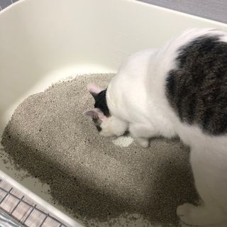 겟플렉스 켓플렉스 캣츠룸BS-1 고양이모래 4kg — 3.5점을 준 리뷰어가 2021년 1월 올린 사용 사진