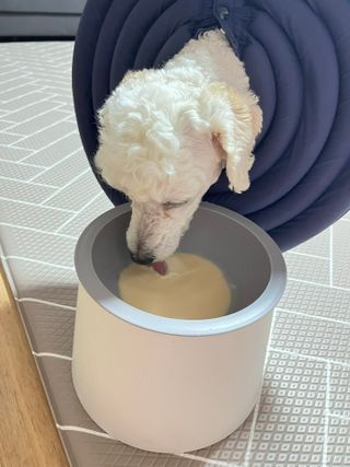보리엄마님이 올린 리뷰 사진 4