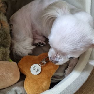컴바이유 써지컬 각인 키링 [반려동물 인식표, 커플 키링, 가족 키링] — 5점을 준 리뷰어가 2022년 4월 올린 사용 사진