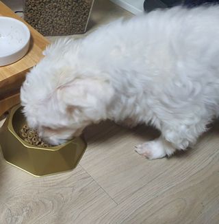 [세싹보울] 세균 싹~ 사라지는 셀앤핏 펫 항균동 애견식기 — 4.5점을 준 리뷰어가 2021년 6월 올린 사용 사진
