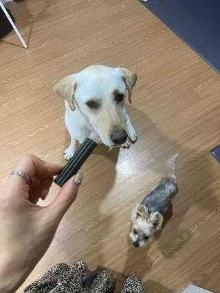 진짜 양치되는 강아지덴탈츄 아크내추럴스 브러시리스 — 5점을 준 리뷰어가 2021년 3월 올린 사용 사진