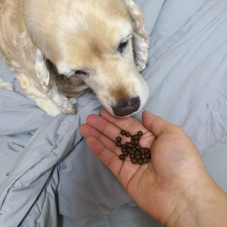 펫21 그로그로 에너지 강아지 고양이 반려동물 한방 영양제 비타민 종합 영양제 — 5점을 준 리뷰어가 2022년 1월 올린 사용 사진