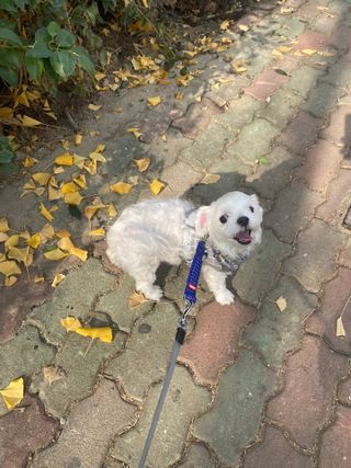 베이컨박스 [BACON] 고아웃클럽 산책 안전벨트 라이트 - 소형견용 — 5점을 준 리뷰어가 2021년 12월 올린 사용 사진