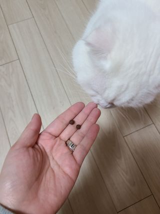 펫21 그로그로 5종 강아지 고양이 반려동물 한방 영양제 — 3.5점을 준 리뷰어가 2021년 12월 올린 사용 사진