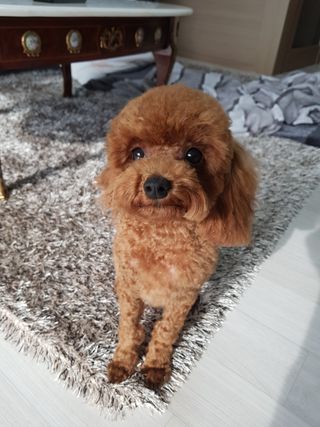My Pet Care 천연단백질 눈건강에 개좋아 — 5점을 준 리뷰어가 2021년 1월 올린 사용 사진